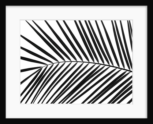 Palm tree leaf by Assaf Frank